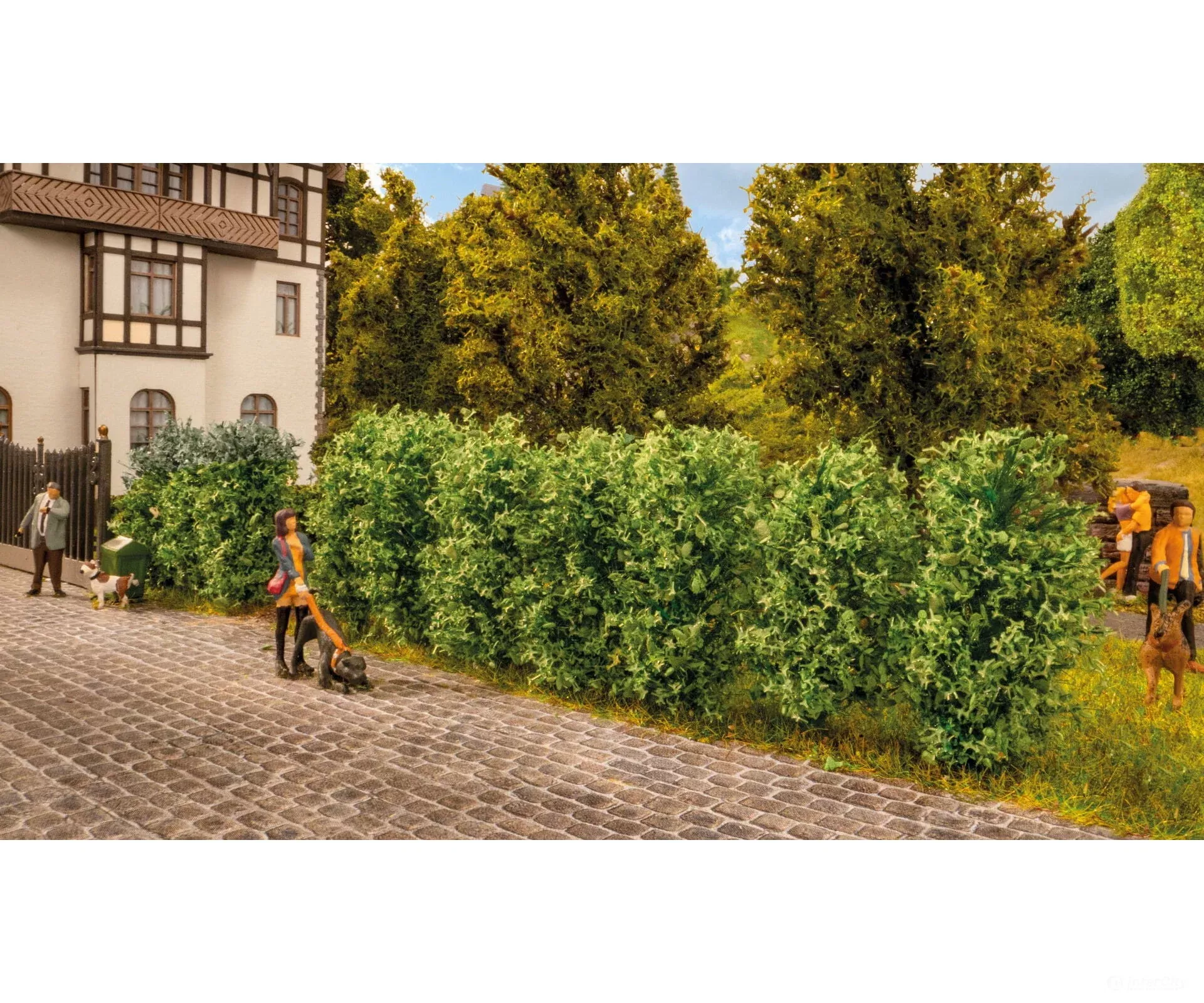 Noch 21547 HO, N Thuja Hedge