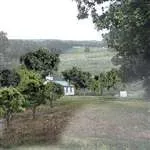 TR1570 Woodland Scenics Mixed Green Colors Trees