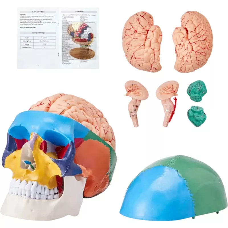Vevor Skull Model Life-Size Painted Human Anatomy Learning Model New