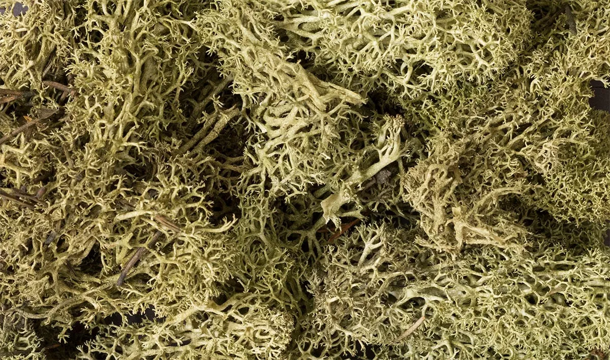 Woodland Scenics WDS L161 WDS161 Lichen - Spring Green NEW